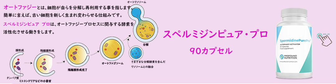 オートファジーとは、細胞が自らを分解し再利用することを指します。簡単に言えば、古い細胞を新しく生まれ変わらせる仕組みです。スペルミジンピュア プロは、オートファジープロセスに関与する酵素を活性化させる働きをします。スペルミジンピュア・プロ 90カプセル